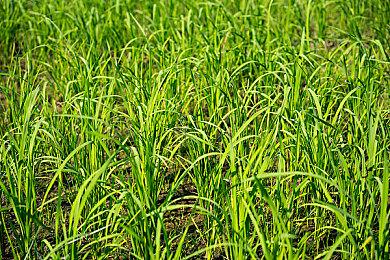 2D像素变3D 《终极闪光：流浪者》续作《破坏者》公布