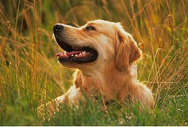 指挥你的小队，在《外星入侵：自走棋》Steam新品节试玩版中体验战术RPG战斗