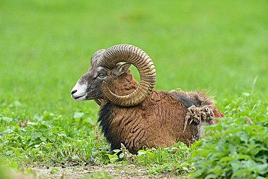 2024年世界电子游戏名人堂名单公布：《生化危机》等