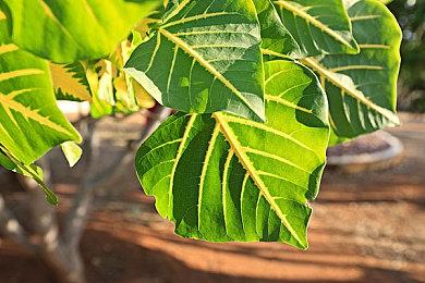 《索尼克：未知边境》开发团队回忆制作过程遇到难题